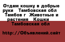 Отдам кошку в добрые руки - Тамбовская обл., Тамбов г. Животные и растения » Кошки   . Тамбовская обл.